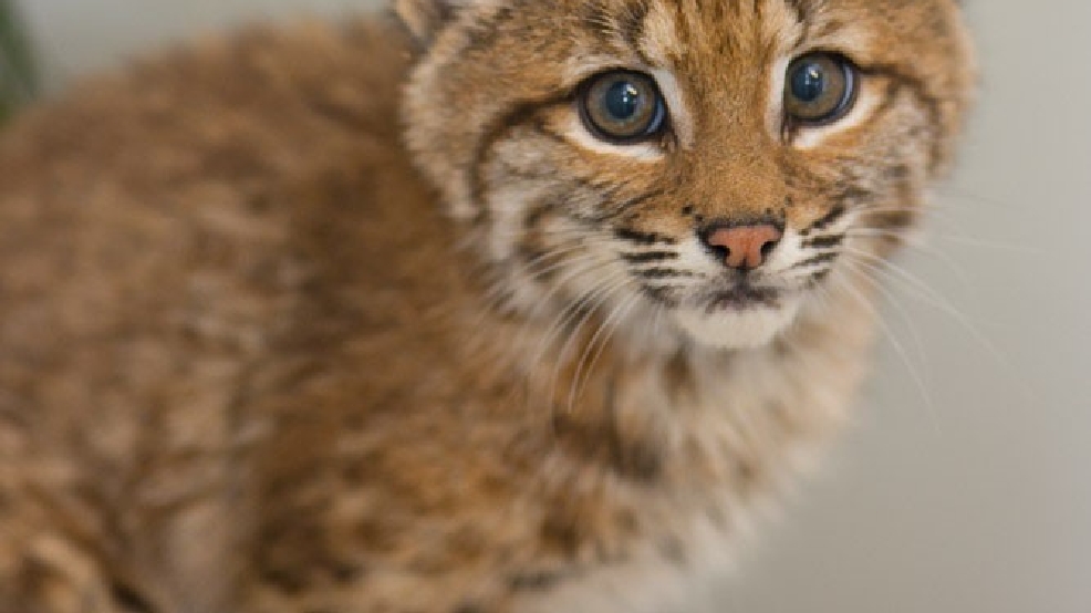 Oregon Zoo Takes In Wild Bobcat Kitten Katu