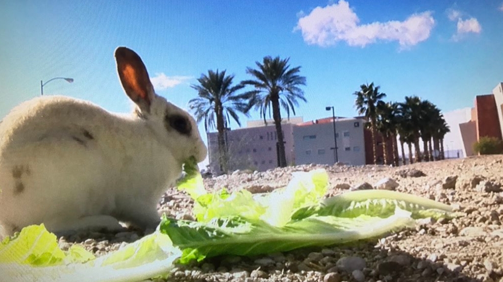 'Thousands' of feral bunny rabbits run rampant in Las Vegas communities