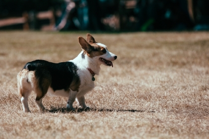 pacific northwest corgis