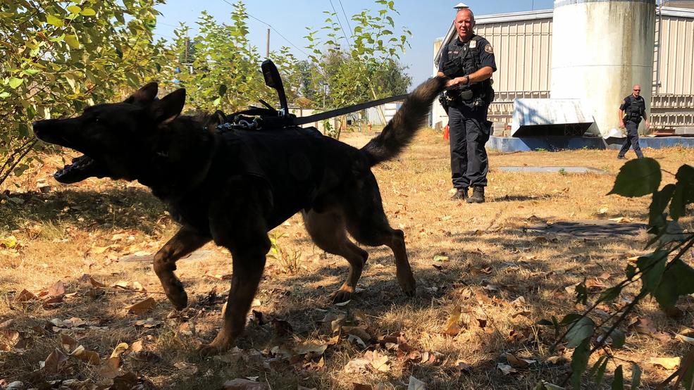 10 Portland police dogs outfitted with cameras - KATU 1 10 Portland police dogs outfitted with cameras - KATU 1