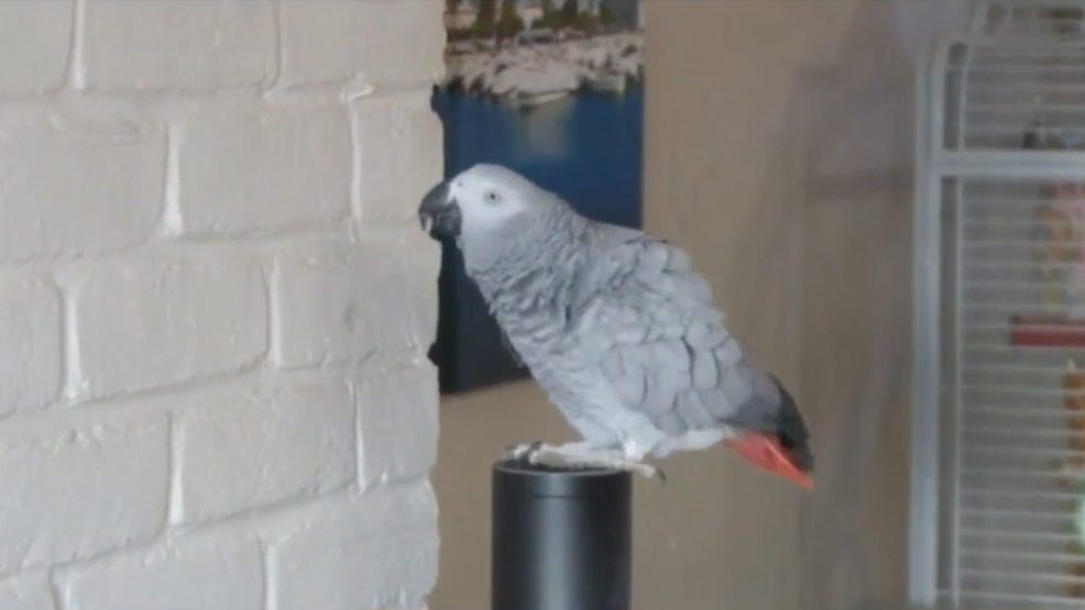 parrot using amazon echo