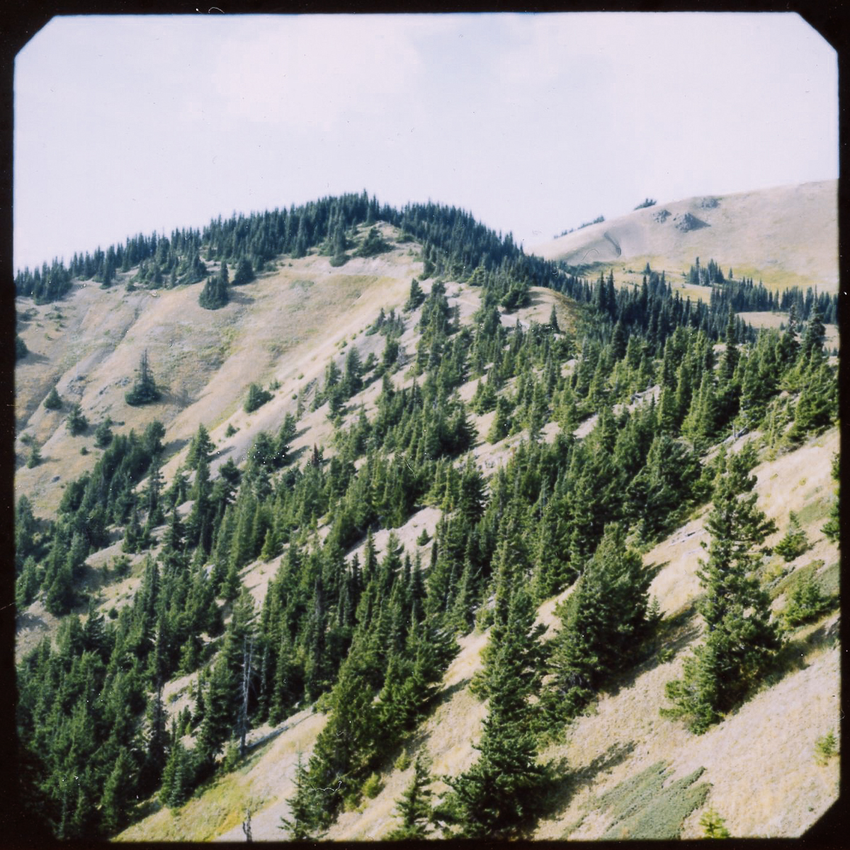 Photos: Sweeping views from atop Hurricane Ridge | Seattle Refined