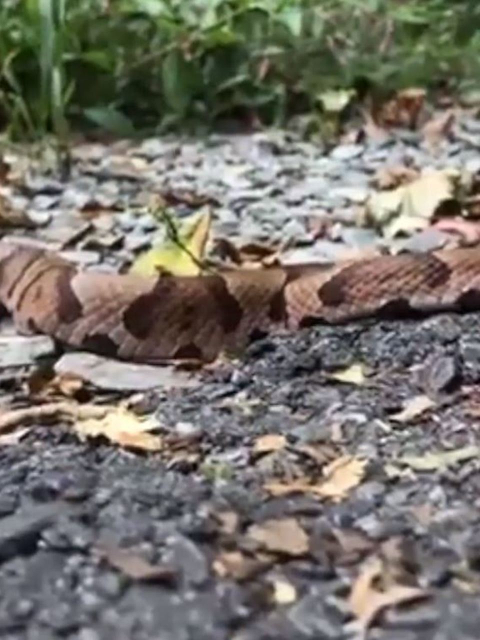 Deadly Snake Bites Caught On Camera Snake Poin