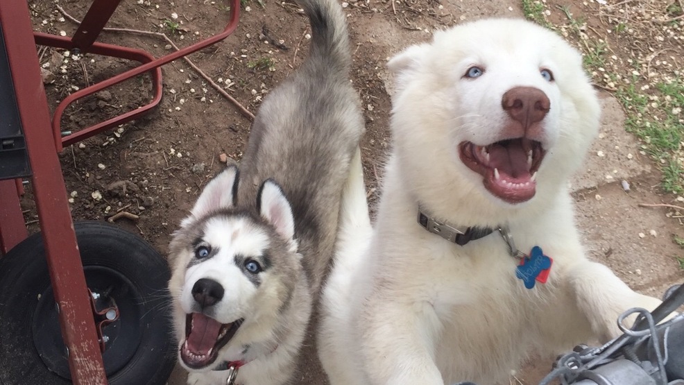 Petition, funding page started to spare the lives of dog who bit off Utah child’s arm