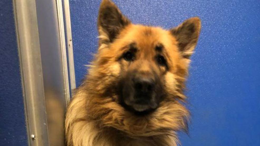 how long is 8 months in dog years